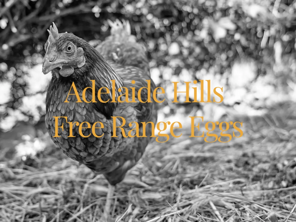 Adelaide Hills Free Range Eggs website by Caffeinated Marketing